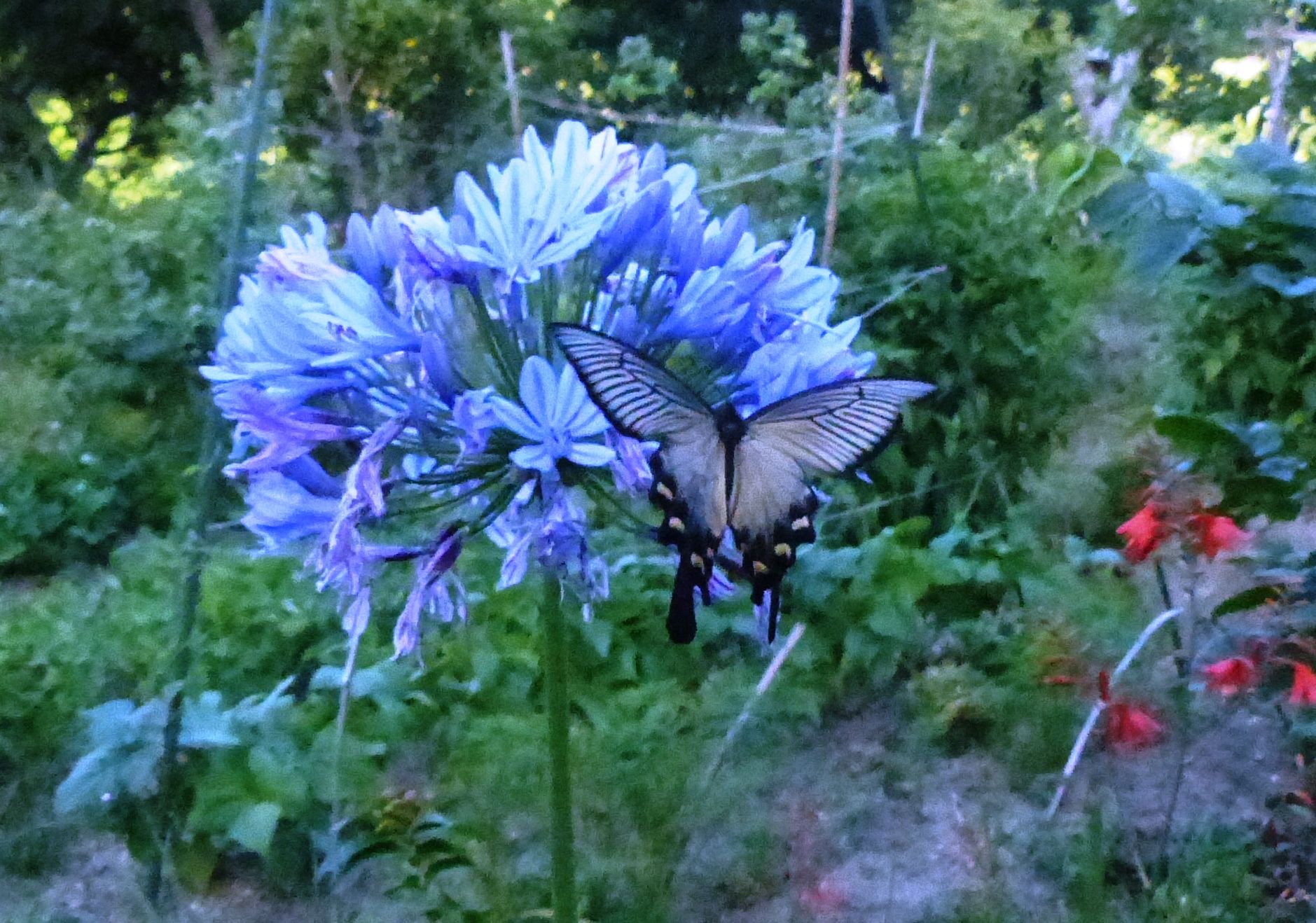 カラスアゲハ蝶 でしょうか オープンガーデン 蕗のとう 楽天ブログ