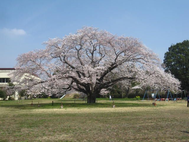 3 27 巨木 成田市十余三 遠山桜 ばくんと愛犬スパイク 楽天ブログ