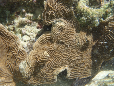 沖縄磯採集2012年8月下旬14　シュノーケリング　サンゴ