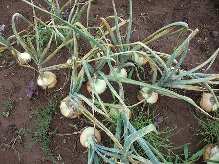 タマネギ　アトン　20140614-2