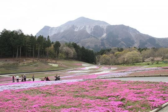 芝桜３-1.JPG