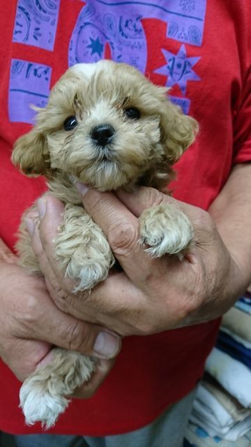 里親募集中 ミックスの子犬ちゃん 犬とお出掛け 楽天ブログ