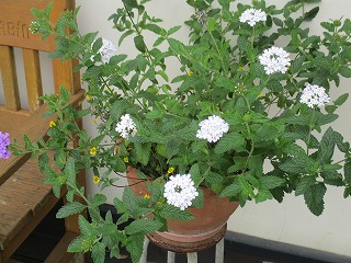 IMG_8251ss.jpg