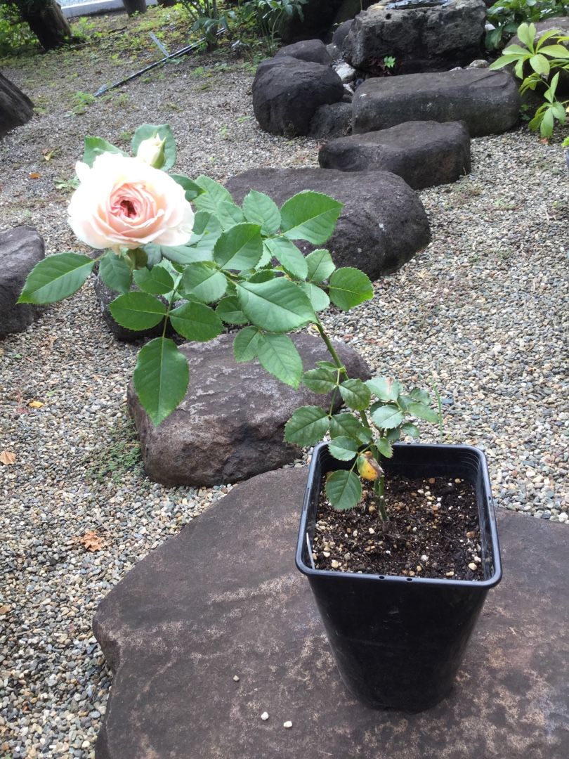 パシュミナ 覆輪のミニバラ ばらと猫とフラメンコ 楽天ブログ