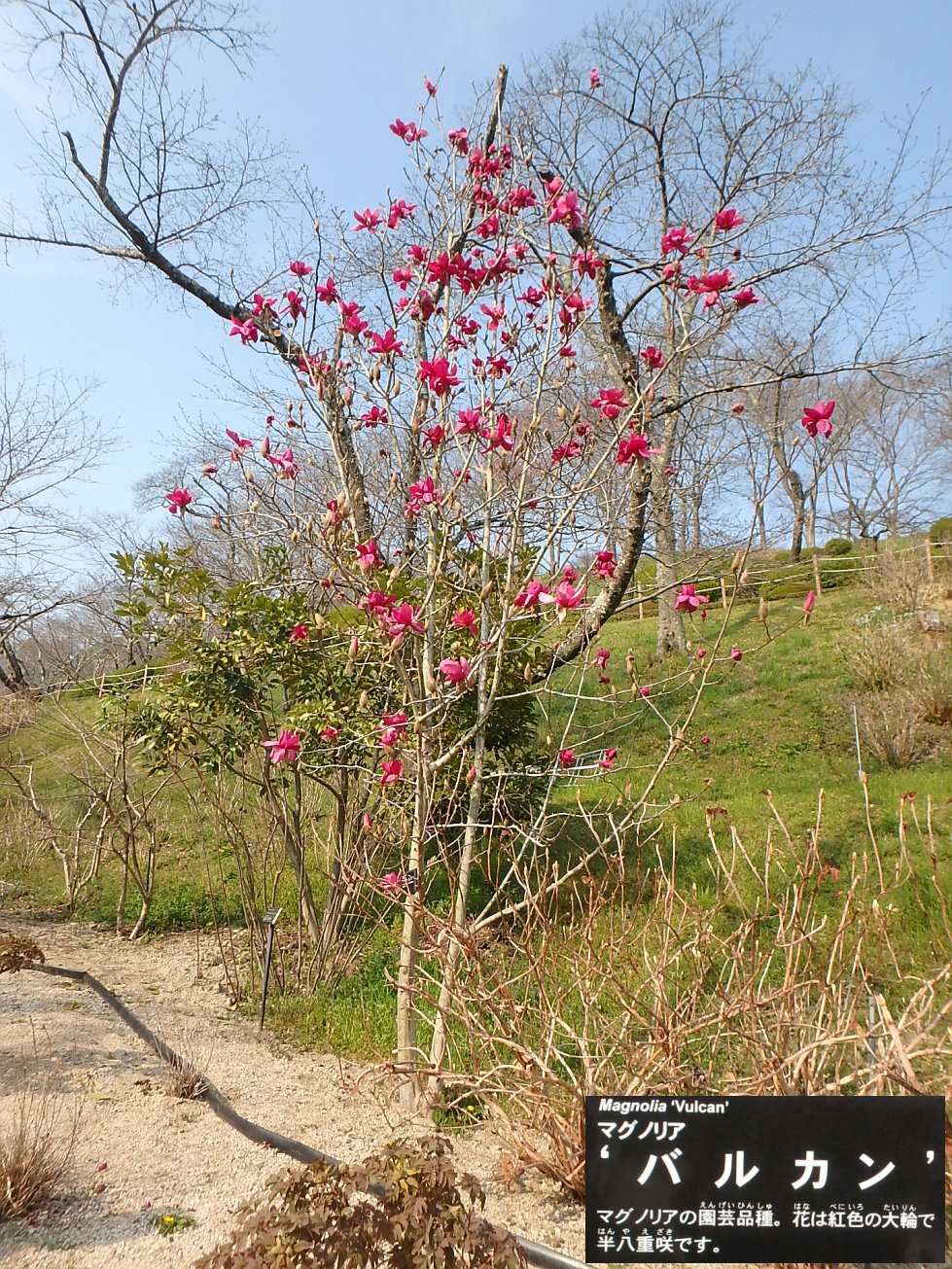 マグノリア 辛夷 スモモ カタクリ バイモ ほか 半田山植物園 楽天版じぶん更新日記 楽天ブログ