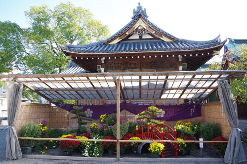 亀戸天神社 菊まつり