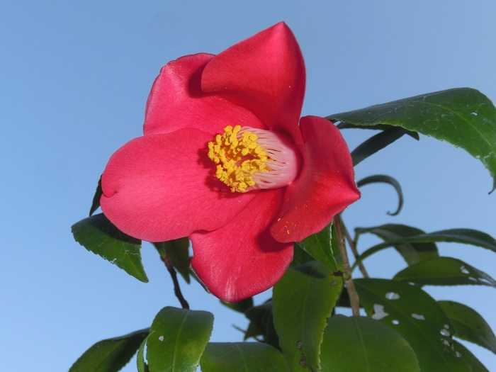椿「燕返しの実生」初開花 | 椿に夢中 - 楽天ブログ
