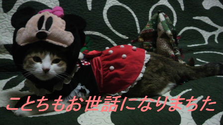 2011_1223うさちゃん1225.JPG