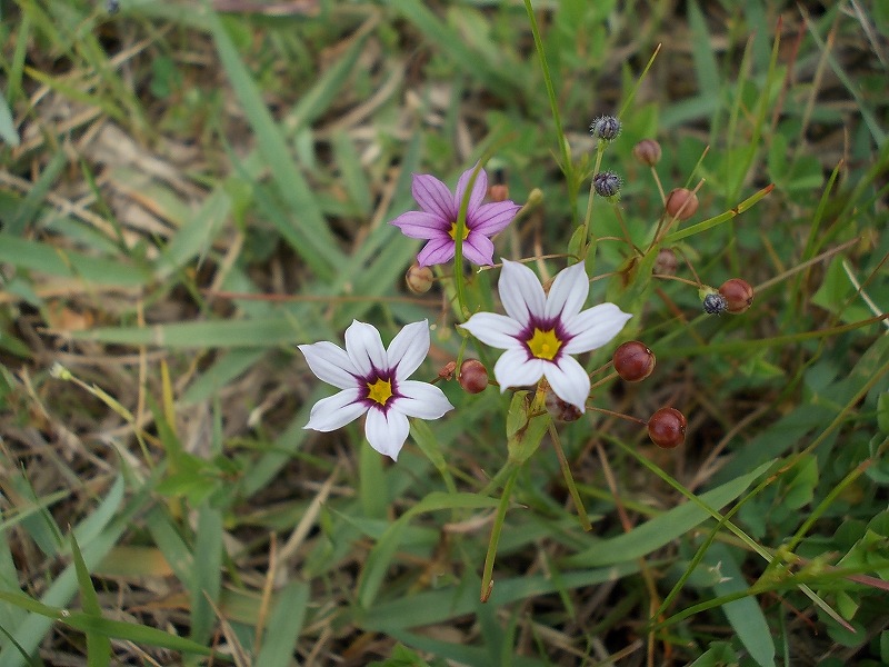 ニワゼキショウ