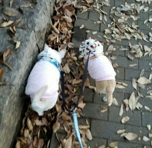 rblog-20161120195550-01.jpg