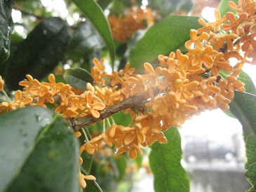 IMG_0085.JPG