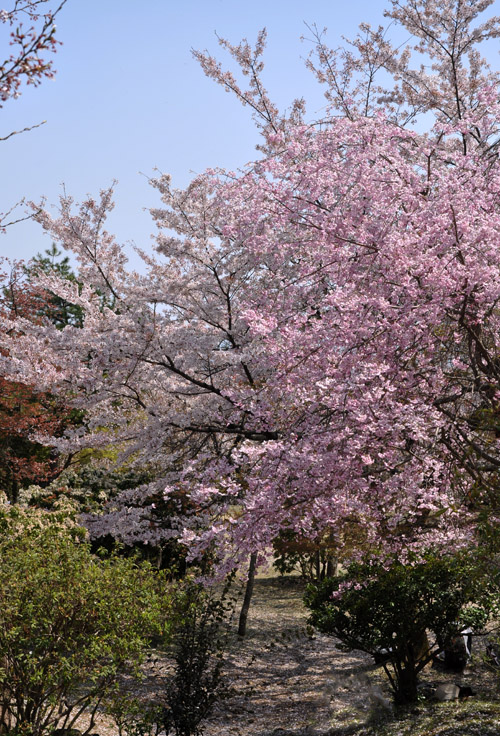 桜４