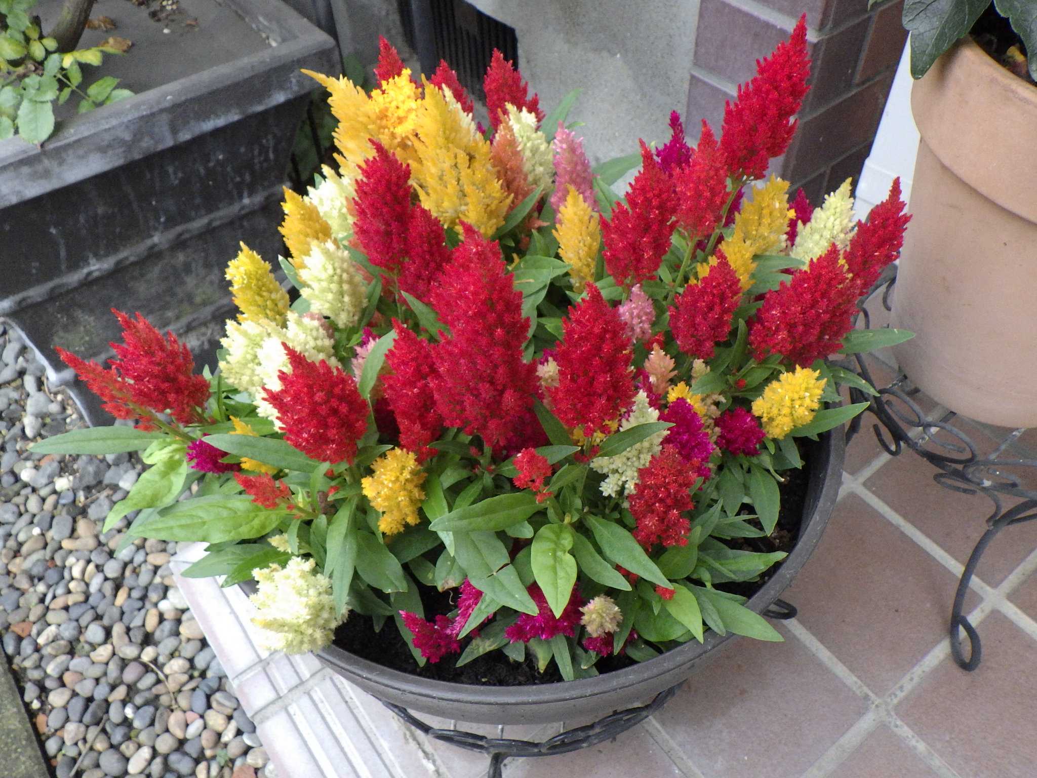 今の時期でも綺麗なケイトウ バラを咲かせることが好き 楽天ブログ