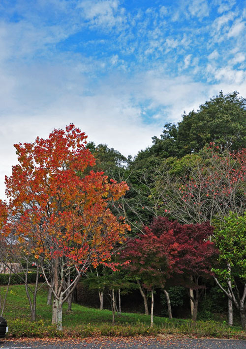 紅葉１