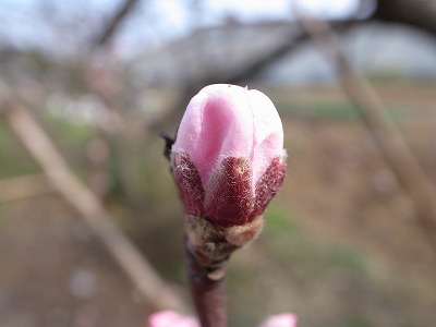 20130317桃の蕾