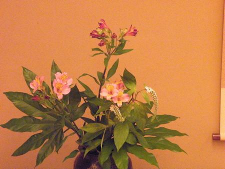 DSCF8011-450.jpg