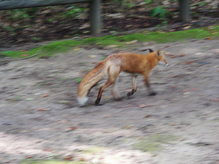 2017-09-08fox (1).JPG