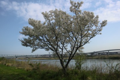 かわらの桜　かわらの桜全体　４００