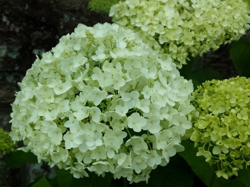 20150621_094812 (500x375).jpg