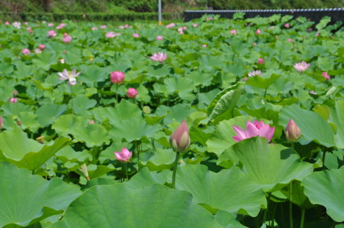 蓮の花