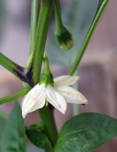 唐辛子の花 日常茶飯事 楽天ブログ