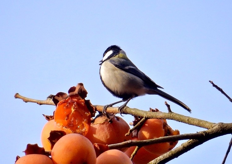 シジュウカラ 3.JPG