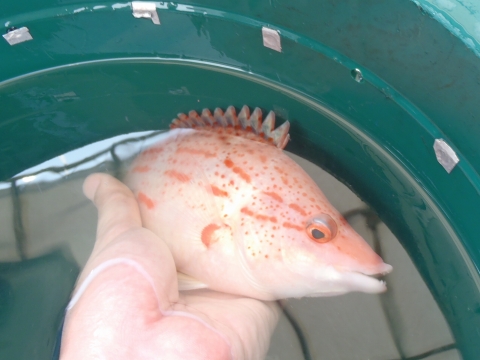 沖縄深海魚採集2014年9月中旬2　アカホシキツネベラ（Bodianus leucostictus）