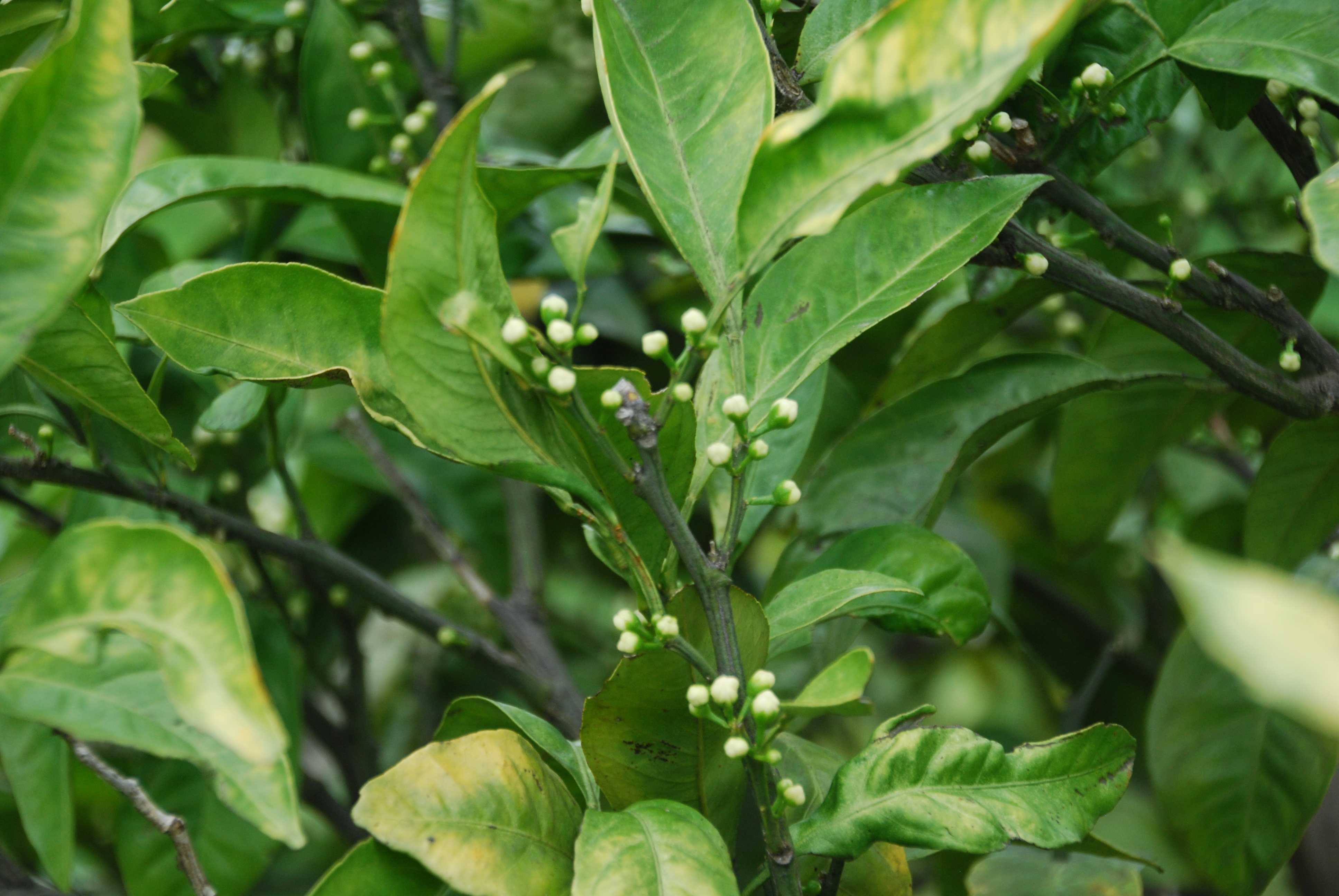 この時期の小田原のみかん園と 多摩の団地朝市です みかんの木を育てる 四季の変化 楽天ブログ