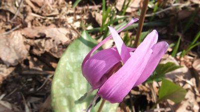 カタクリの花も咲いていた♪