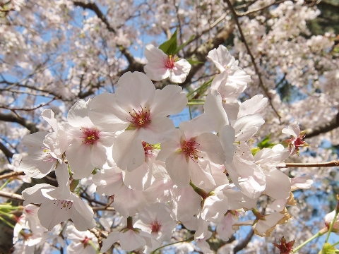 さくら　葉桜