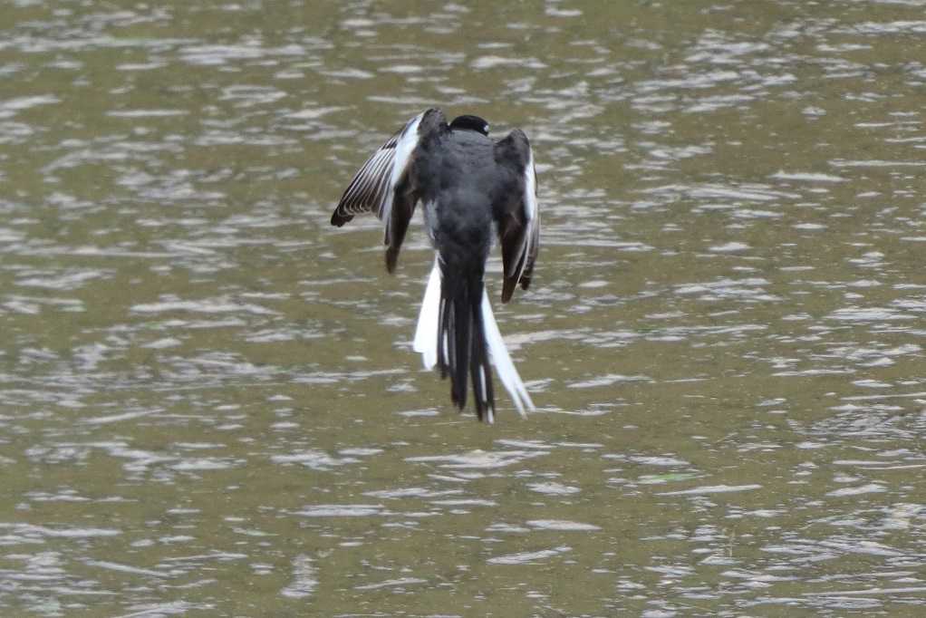 515
