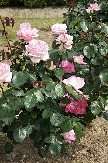 DSC01129ss.jpg