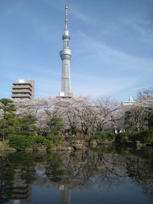 skytreeと桜.jpg