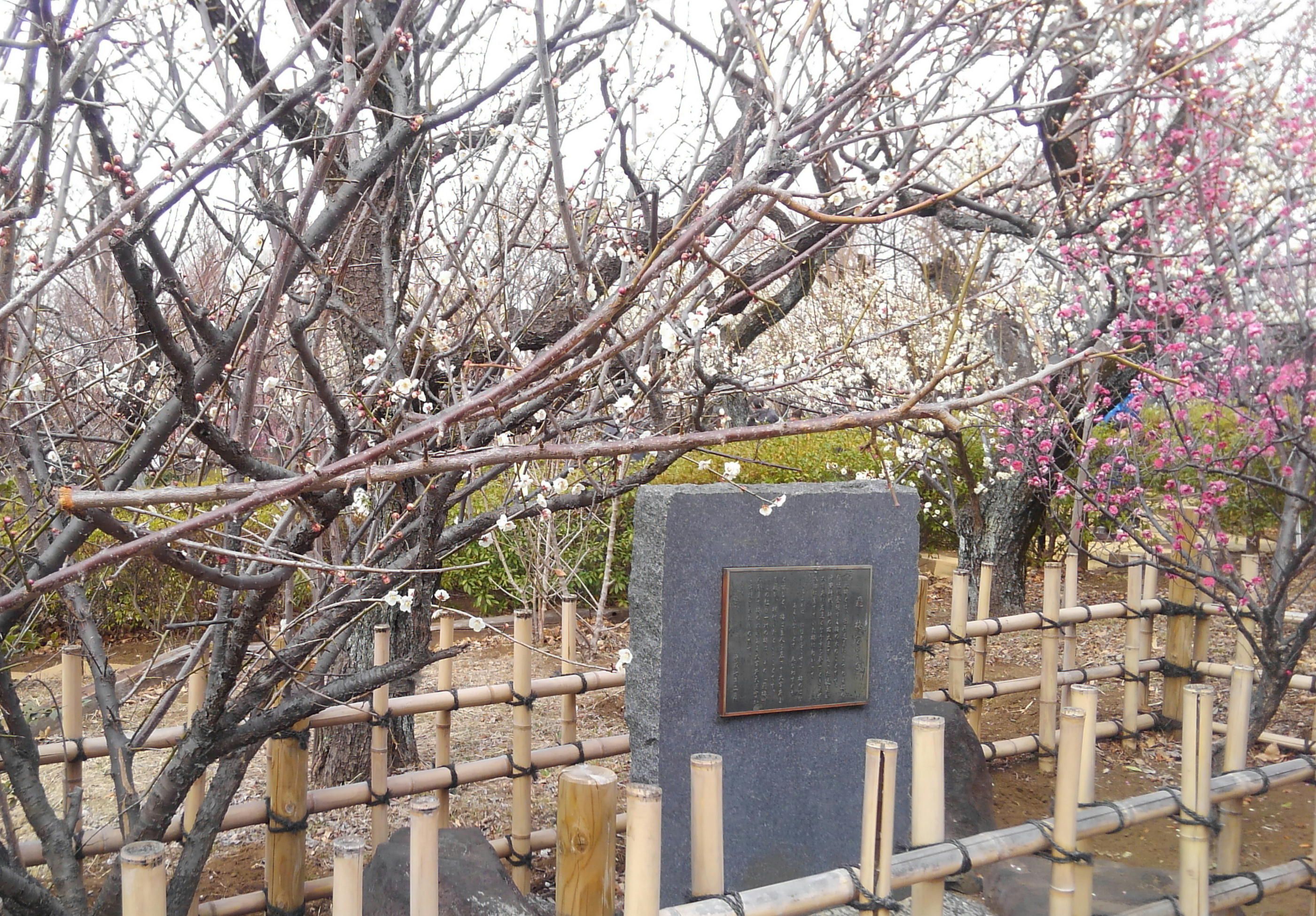 羽根木公園の梅を見に行きました 60ばーばの手習い帳 楽天ブログ