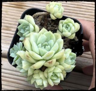 エケベリア 韓国苗 原種アモエナ | 多肉植物の成長記録 主に七福神