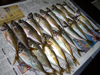 島アジ (2)