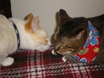 IMGP5996 (400x300).jpg