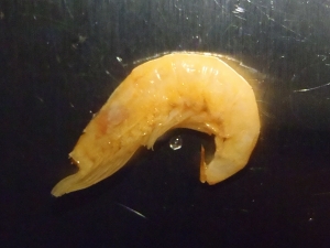 クリル3