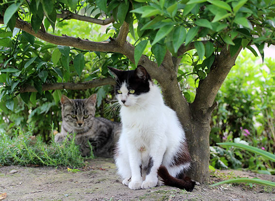 我が家のニャンコ♪2014/06/19-3