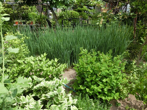 オープンガーデン