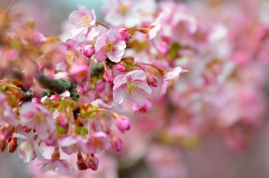 河津桜1