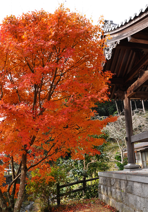 紅葉４