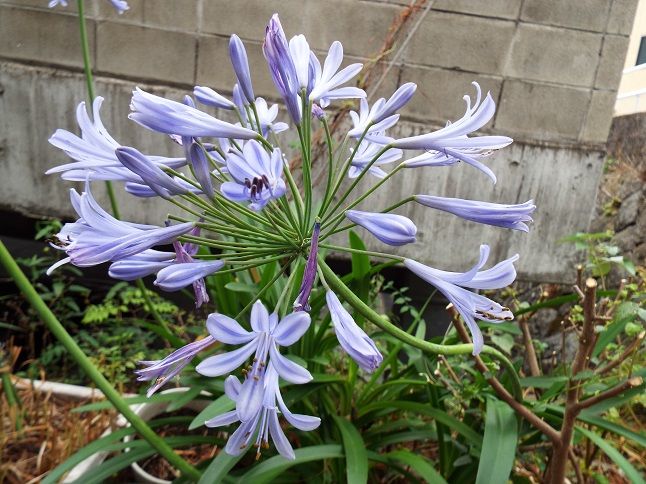 川柳 俳句 短歌 蝶が寄ってきた 秘密の花園 を読む 150 老いてこそ勉強 楽天ブログ