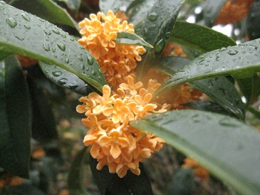 IMG_0086.JPG