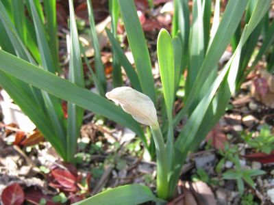 20140211水仙白花芽.jpg
