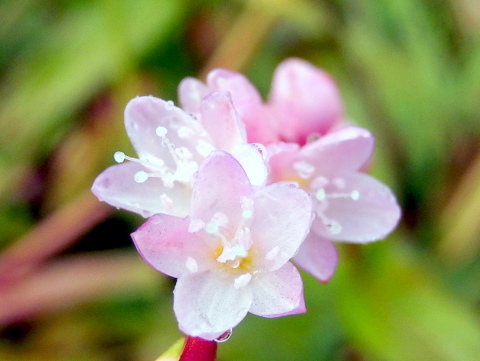 サナエタデの花1030