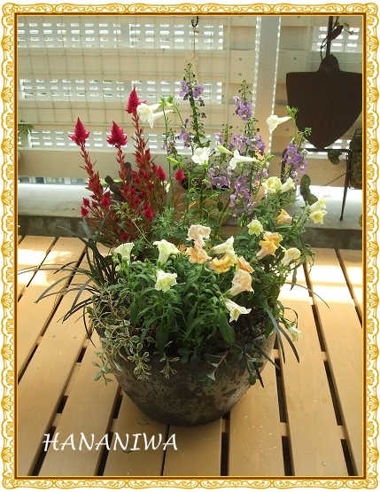 ケイトウの寄せ植え１１２０７１１.JPG
