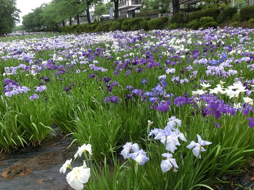 花菖蒲園