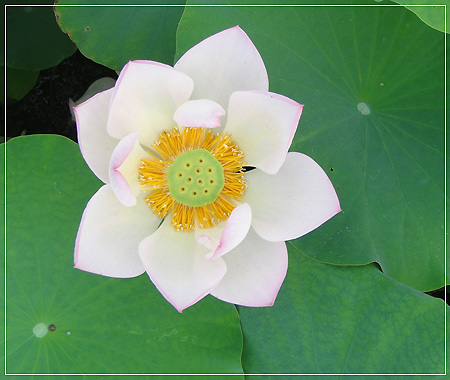 lotus-1.jpg
