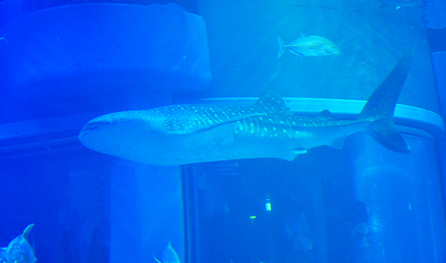 魚４